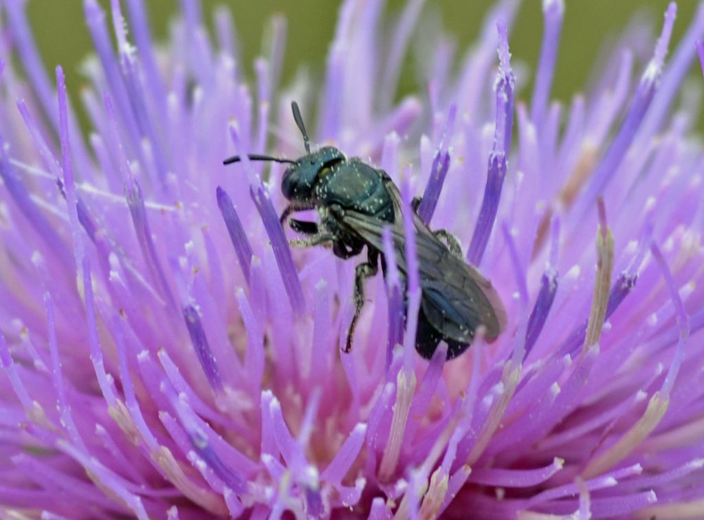 Ceratina sp., Apidae